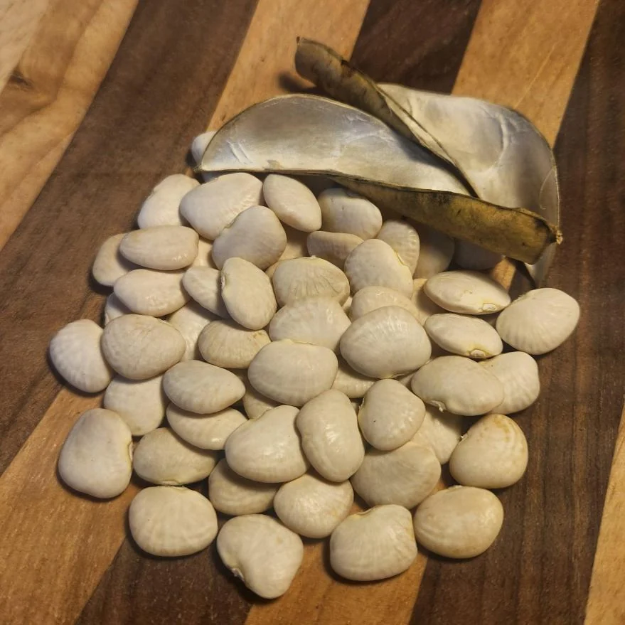 大粒利马豆 Kabaro